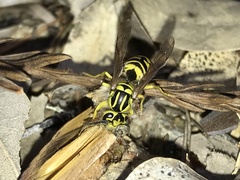 Vespula sulphurea