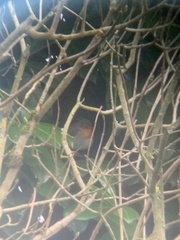 Erithacus rubecula rubecula