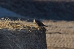 Falco tinnunculus