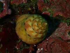 Calliostoma tricolor