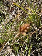 Xyris elliottii
