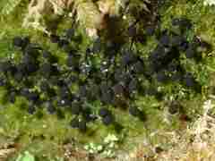 Lamproderma columbinum