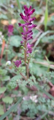 Fumaria officinalis