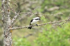 Lanius excubitoroides