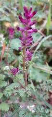 Fumaria officinalis