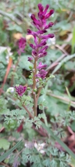 Fumaria officinalis