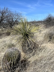 Yucca elata