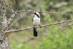 Lanius excubitoroides