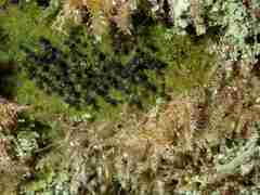 Lamproderma columbinum