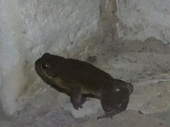 Rhinella horribilis