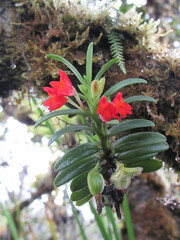 Fernandezia