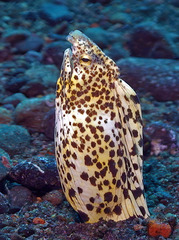 Callechelys marmorata