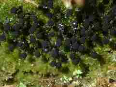 Lamproderma columbinum