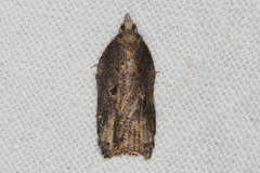 Acleris cristana