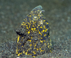 Callechelys marmorata