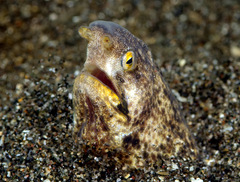 Callechelys marmorata