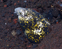 Callechelys marmorata