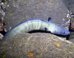 Conger cinereus