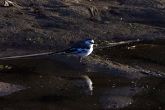 Motacilla alba