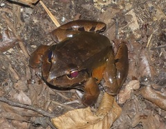Leptodactylus savagei