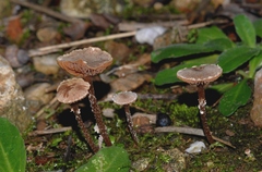 Tubaria conspersa
