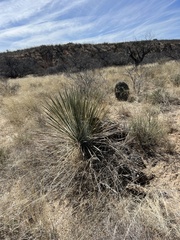 Yucca elata