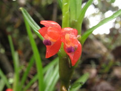 Maxillaria ruberrima
