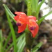 Maxillaria ruberrima - Photo (c) Juan Camilo Muñoz, μερικά δικαιώματα διατηρούνται (CC BY-NC), uploaded by Juan Camilo Muñoz