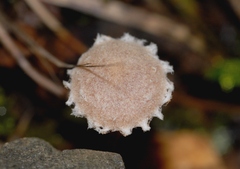 Tubaria conspersa
