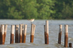 Pluvialis squatarola