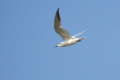 Gelochelidon nilotica