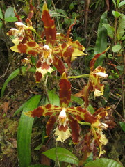 Oncidium luteopurpureum