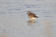 Pluvialis squatarola