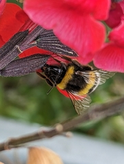 Bombus terrestris lusitanicus