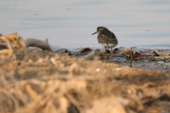 Calidris subminuta
