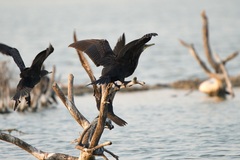 Phalacrocorax fuscicollis