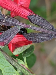 Bombus terrestris lusitanicus