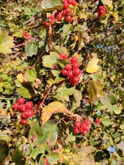 Crataegus sanguinea