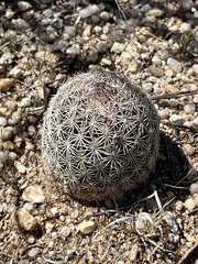 Echinomastus erectocentrus erectocentrus