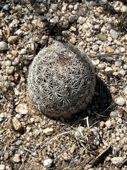Echinomastus erectocentrus erectocentrus