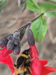 Bombus terrestris lusitanicus