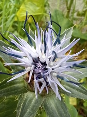 Carthamus caeruleus