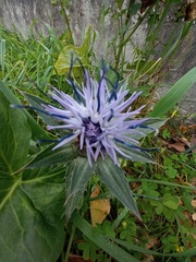 Carthamus caeruleus