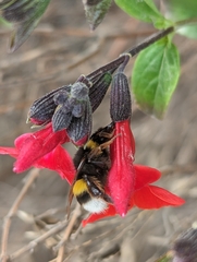 Bombus terrestris lusitanicus