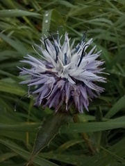 Carthamus caeruleus