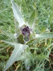 Carthamus caeruleus