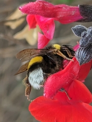 Bombus terrestris lusitanicus
