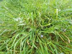 Carthamus caeruleus