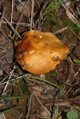 Agrocybe vervacti