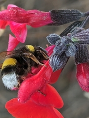 Bombus terrestris lusitanicus